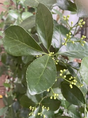 Euonymus japonicus