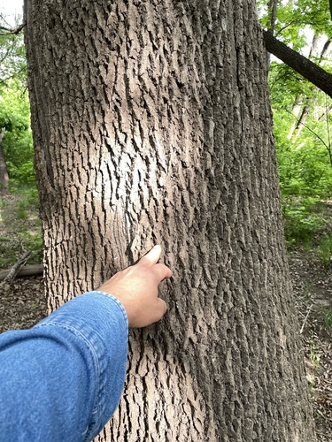Fraxinus pennsylvanica