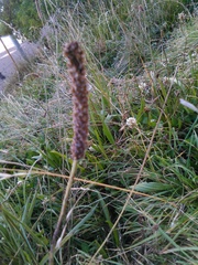 Plantago