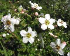 Escallonia virgata