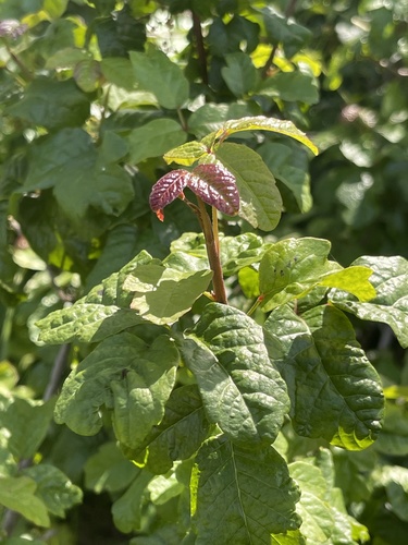 iNaturalist observation photo of Pacific poison oak