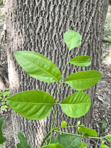 Fraxinus pennsylvanica