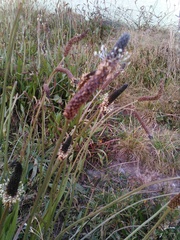 Plantago