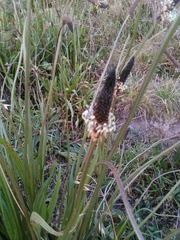 Plantago