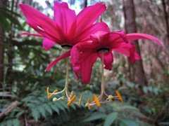 Passiflora antioquiensis