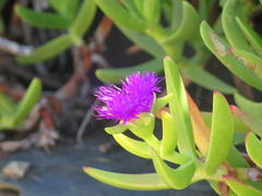 Carpobrotus dimidiatus