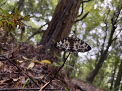 Pogonopygia nigralbata