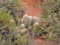 Oreocereus trollii