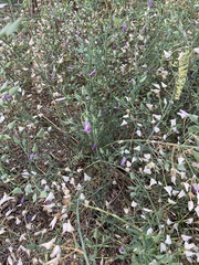 Dicliptera resupinata