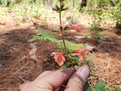 Stachys coccinea
