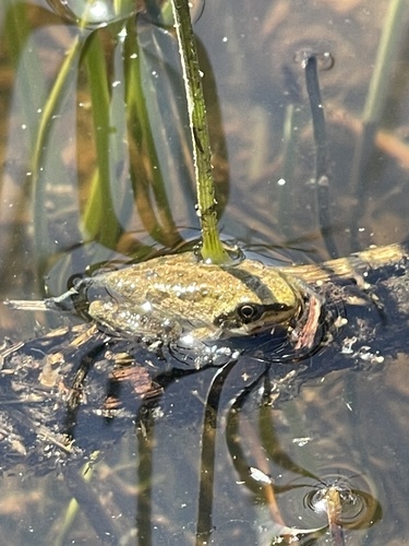 iNaturalist observation photo of Pacific chorus frog