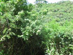 Gymnanthemum capense