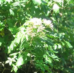 Gymnanthemum capense