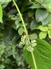 Heliotropium sarmentosum