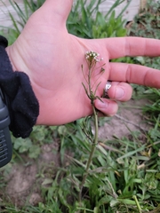 Capsella bursa-pastoris