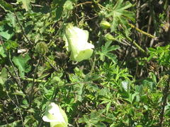 Hibiscus diversifolius diversifolius