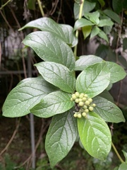 Heliotropium sarmentosum