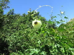 Hibiscus diversifolius diversifolius