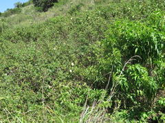 Hibiscus diversifolius diversifolius