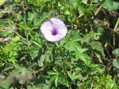 Ipomoea cairica cairica