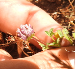 Trifolium barbigerum