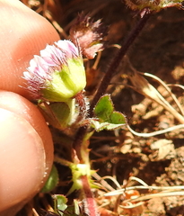 Trifolium barbigerum