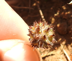 Trifolium barbigerum