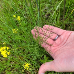 Lomatium bradshawii