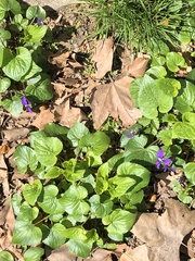 Viola sororia