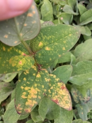 Melampsora hypericorum