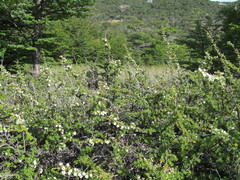 Escallonia virgata