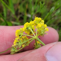 Lomatium bradshawii