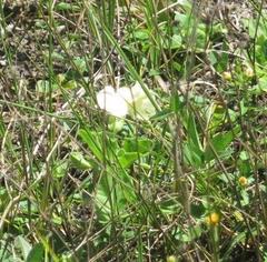 Thunbergia atriplicifolia