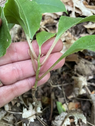 Bay starvine (Schisandra glabra)
