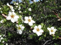 Escallonia virgata