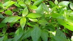 Mercurialis leiocarpa