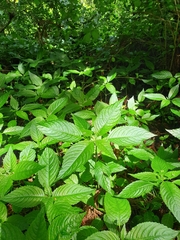 Mercurialis leiocarpa