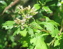 Gymnanthemum capense