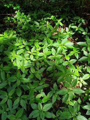 Mercurialis leiocarpa