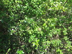 Gymnanthemum capense