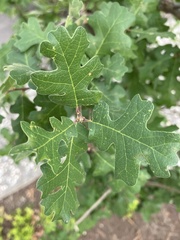Quercus lobata