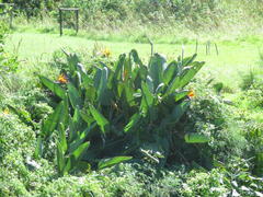 Strelitzia reginae reginae