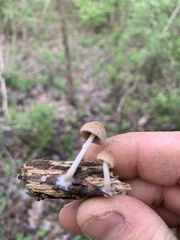 Baeospora