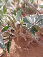 Pediomelum megalanthum