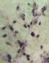 Coccoidea