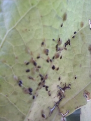 Coccoidea