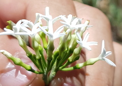 Vallesia