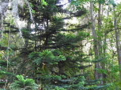 Araucaria heterophylla