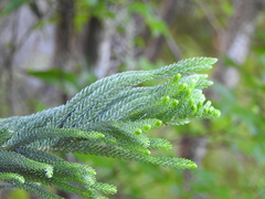 Araucaria heterophylla