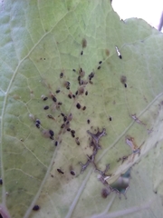 Coccoidea